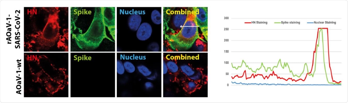 (B) Vero cells were infected with the 600 AOaV-1-wt or rAOaV-1-SARS-CoV-2 and sainted for the expression of the HN (red) 601 or S (green) proteins. The co-expression of both surface proteins is coloured yellow in 602 combined images. (C) Quantitative co-expression profile is marked with arrow and 603 shown in the line chart.