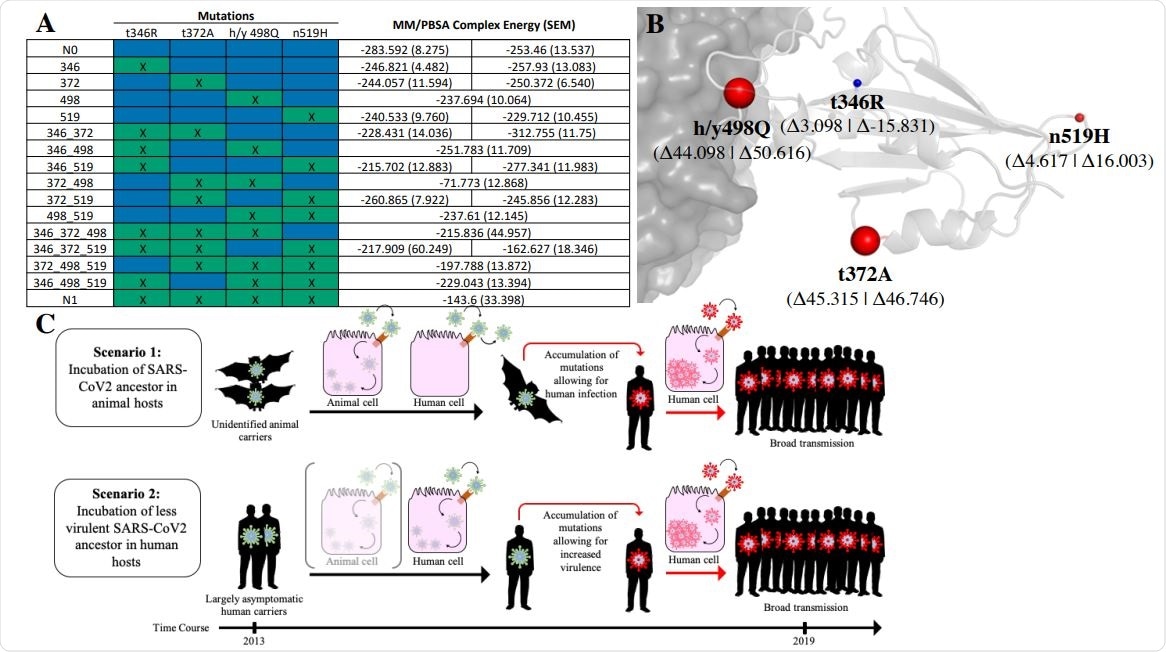 Characterization of SARS-CoV-2 Spike-RBD functional evolution. A. Table of MM/PBSA binding energies between receptor binding domains of SARS-CoV2 evolutionary constructs and hACE2 receptor (note that lower energy indicates tighter binding). Blue cells indicate the presence of the ancestral (N0) state and green cells (with an “x”) indicate the presence of the SARS-CoV-2 state (N1) at a given position. Two values are present for constructs with an ancestral (N0) state at position 498 (which reflect the ambiguity of its ancestral reconstruction), corresponding to h498 and y498 from left to right. Energies are shown as the mean of three replicate simulations with SEM indicated in parenthesis. B. Relative effect of changes in SARS-CoV-2 receptor binding domain from ancestral (N0) to SARS-CoV-2 (N1) state on MM/PBSA binding energies. Size of spheres indicate the relative magnitude, with red spheres indicating decreased binding affinity and blue indicating increased binding affinity. Values are averaged for h498 and y498 states (both raw values shown in parentheses). C. Schematic of two possible evolutionary scenarios stemming from the observed evolutionary SARS-CoV-2 Spike-RBD function. In Scenario 1, it is postulated that a zoonotic ancestral SARS-CoV-2 strain possessed the ability to effectively bind hACE2 but was unable to effectively enter human cells, requiring the presence of subsequent mutations to infect humans. In Scenario 2, an ancestral SARS-CoV-2 strain was actively infecting humans prior to the outbreak at low levels, thus escaping public health detection until subsequent mutations lead to increased infectivity and/or severity.