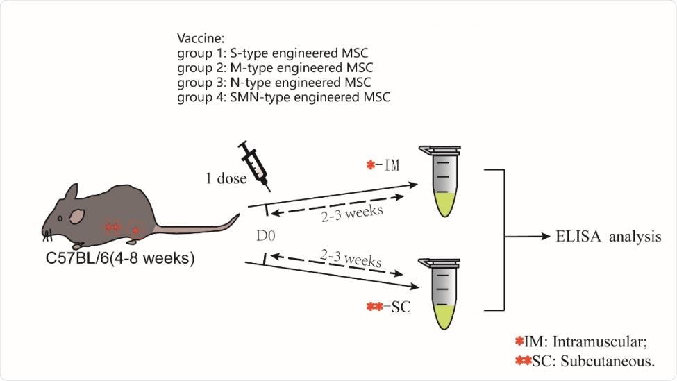 A schematic diagram of the one-dose MSCs injection Four groups of mice were given a single dose of intramuscular injection with the several type engineered MSC. Similarly, the other four groups of mice were given another subcutaneous injection for the same experiment. After two weeks later, blood sample was collected for ELISA.