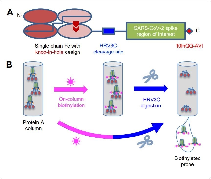 Strategy for Tag-Based Purification with On-Column Biotinylation (A) Schematic design of the expression construct of SARS-CoV-2 molecular probes. A single chain human Ig constant domain (scFc) was added at N terminus to facilitate expression and purification. The AVI tag was placed at the C terminus after a 10-amino acid linker for biotinylation. The red arrows in the second and fourth Fc domains showed the “knob-in-hole” mutations to prevent dimerization of the scFc. (B) Biotinylation and HRV3C digestion. Cell culture supernatant from cells transiently transfected with plasmid was loaded onto protein A affinity column. Biotinylation and HRV3C cleavage reactions can be carried out in series or simultaneously, as buffers for both reactions are compatible.