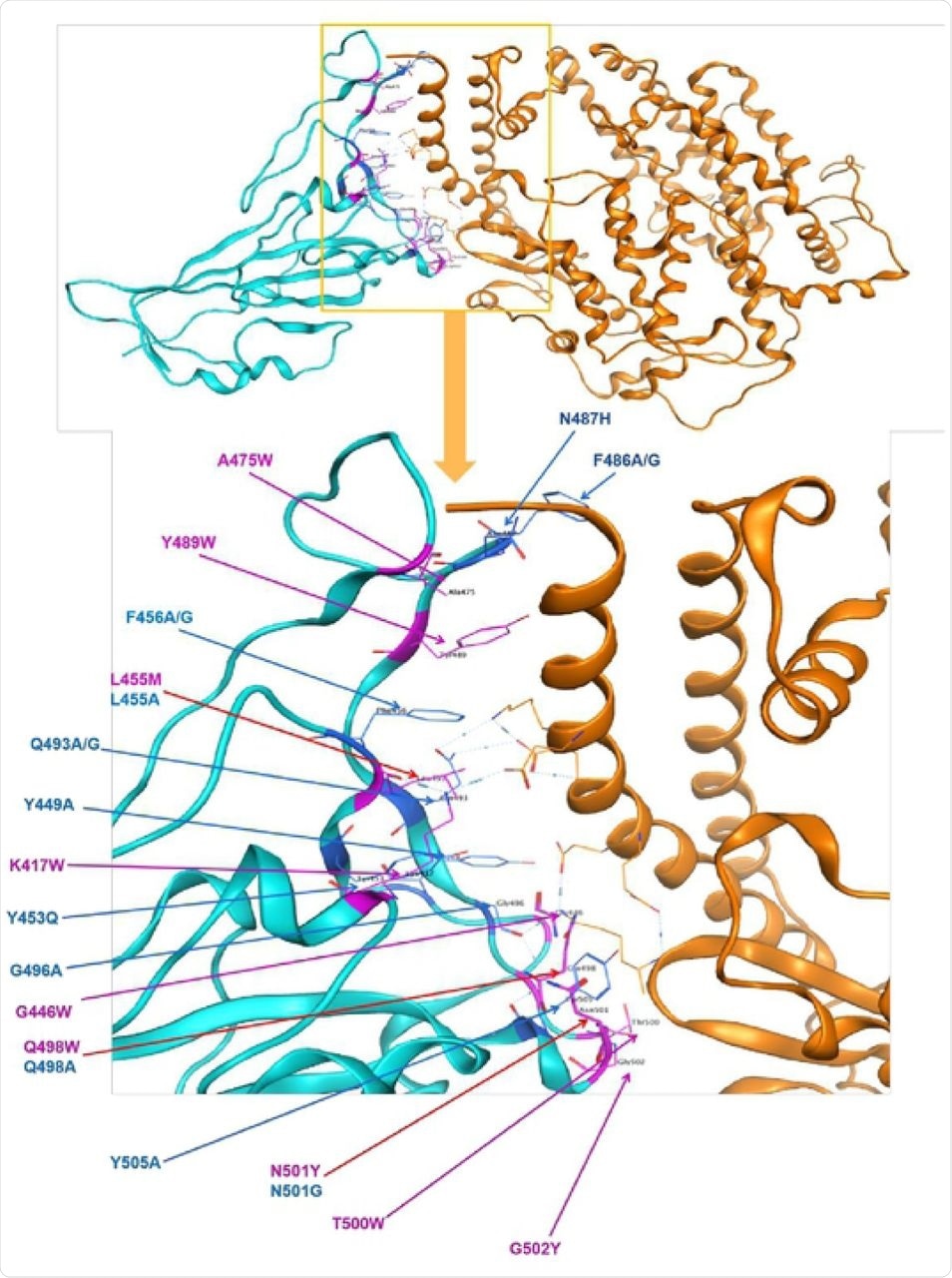 Identified polymorphism in spike protein RBD mapped to the structure of spike protein in SARS-CoV-2 in complex with ACE2 in humans. Cyan = spike protein,