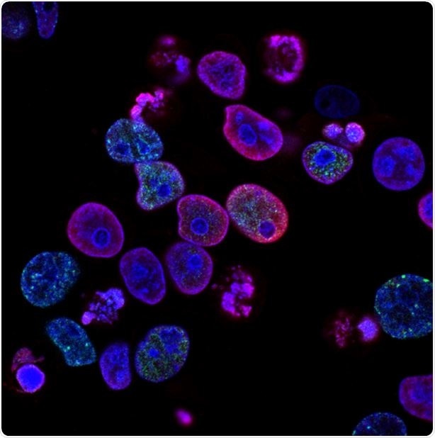 Novel fungal compound can turn on p53 gene in cancer cells