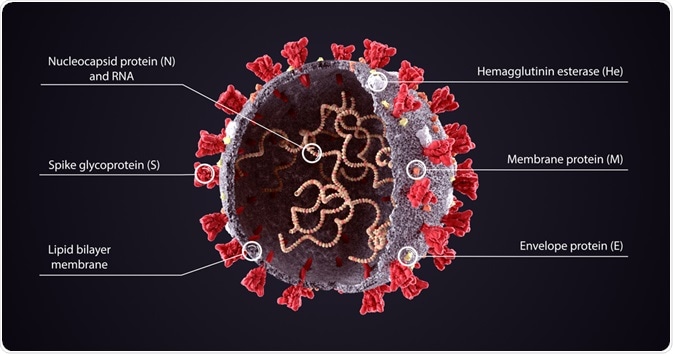 Structure of Coronavirus Structure of Coronavirus