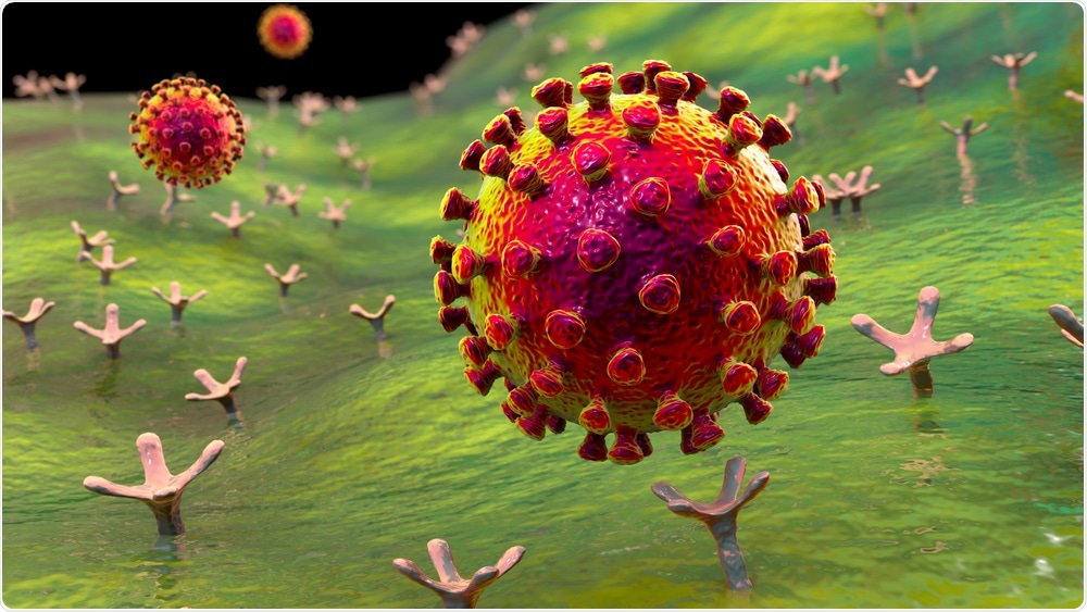 SARS-CoV-2 viruses binding to ACE-2 receptors on a human cell, the initial stage of COVID-19 infection, conceptual 3D illustration Credit: Kateryna Kon / Shutterstock