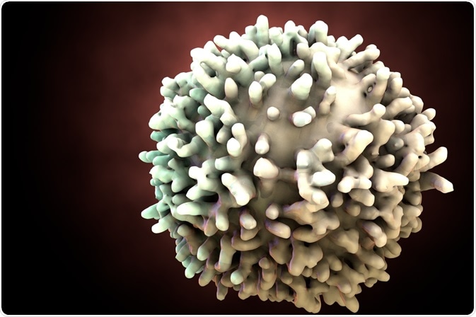 B Lymphocyte B Lymphocyte