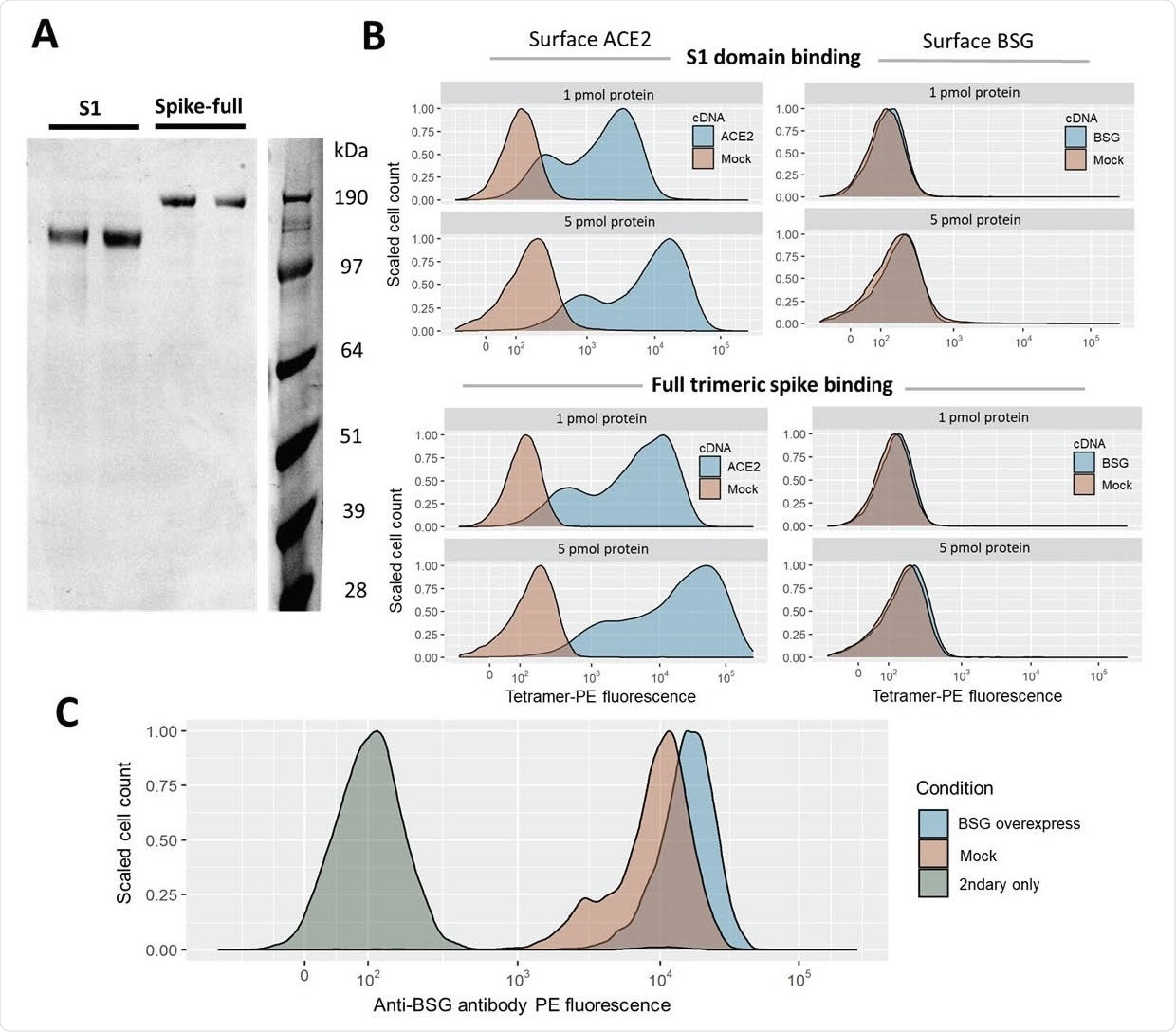 Gain of SARS-CoV-2 spike binding activity on human cells over-expressing ACE2 but not BSG. A. Expression and purification of the S1 domain and full ectodomain of the SARS-CoV-2 spike protein produced in human cell lines. Two independent preparations of purified spike were resolved by SDS-PAGE under reducing conditions and stained with Coomassie blue dye. B. Cells transfected with cDNAs encoding ACE2 but not BSG bind highly avid fluorescent SARS-CoV-2 spike tetramers. Flow cytometry fluorescence distributions of cells stained with tetramers made of biotinylated spike protein either using the S1 domain (top panels) or the entire ectodomain (lower panels) clustered around phycoerythrin-conjugated streptavidin. The stained HEK293 cells were transfected with cDNA to overexpress either ACE2 (left) or BSG (right). Mock-transfected cells are shown in red. Similar behavior to the data shown was observed in three separate tests. C. Transfection with BSG cDNA leads to upregulation of cell-surface BSG. Surface basigin levels on HEK293 cells labeled with anti-human BSG monoclonal antibody. BSG levels are compared to a negative control of secondary-antibody only.