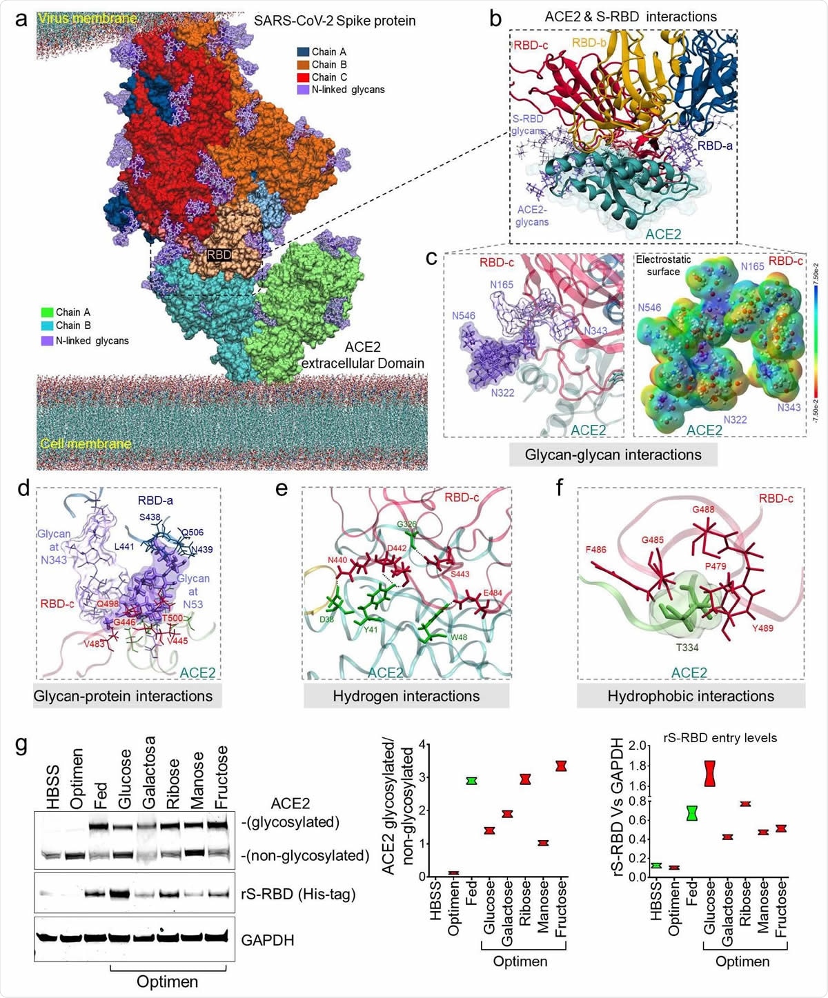 Molecular bases of glycosylated hACE2 and SARS-CoV-2 Spike protein complex. (a) 3D membrane surface representation of glycosylated ACE2 in complex with the SARS-CoV2 Spike protein. (b) Close up of the interacting environment between ACE2 and the S-RBD trimer. (c) The left panel demonstrate glycan-glycan interactions between ACE2 (dark purple surface) and S-RBDc (light purple surface). The right panel shows that glycan-glycan contacts do not affect their molecular electrostatic potentials (MEPs) properties. The energy scale ranging from -0.075 μa (red) to 0.075 μa (blue). (d) ACE2 glycan at N53 forms glycan-protein contact with residues on the S-RBDa and S-RBDc proteins. (e) The ACE2 glycosylation induce the formation of hydrogen bonds that engages the helix α1 in the binding with multiple residues on the S-RBDc. (f) Hydrophobic interactions occur between ACE2 at T334 and multiple residues on the S-RBDc. (g) Immunoblot showing expression of glycosylated and non-glycosylated human ACE2 in HUVECs treated with difference saccharides. Glucose-treated cells exhibited the greatest internalization of the recombinant S-RBD. Quantification of protein levels of three replicate experiments is shown. Student’s T-test, 2 tails. Bar graphs are presented as mean with error bars (±SD).
