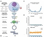 Structure of the full SARS-CoV-2 RNA genome in infected cells