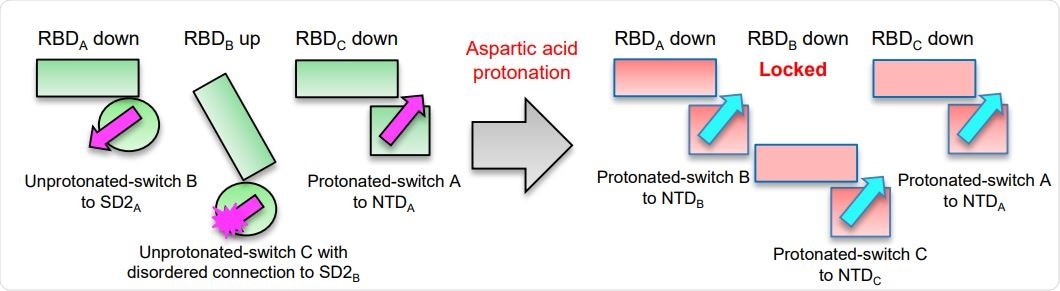 Asp protonation at low pH refolds switch domain locking RBD in the down position; an Asp614Gly variant has altered interactions with ACE2 and modestly impaired conformational masking. Schematic of the pH-switch locking of RBD in the down position.