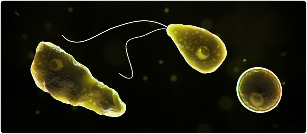 Computer-generated representation of Naegleria fowleri in its ameboid trophozoite stage, in its flagellated stage, and in its cyst stage.