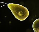Florida man infected with brain-eating amoeba