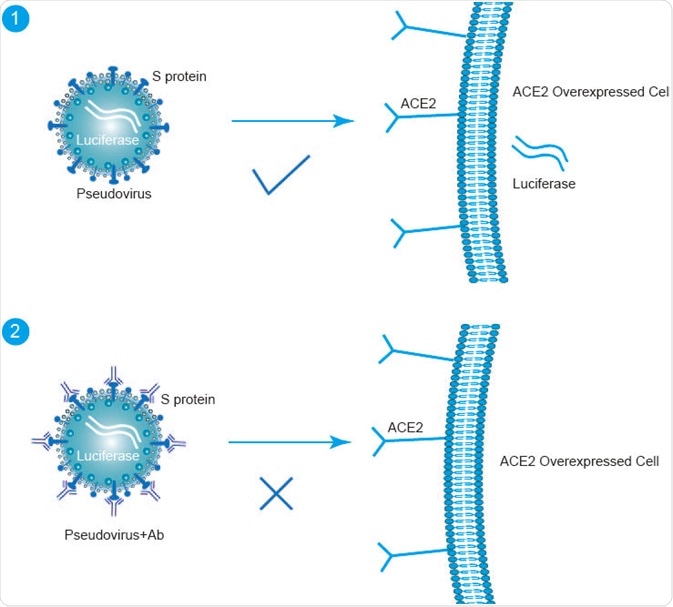 Pseudovirus of SARS-CoV-2 Pseudovirus of SARS-CoV-2