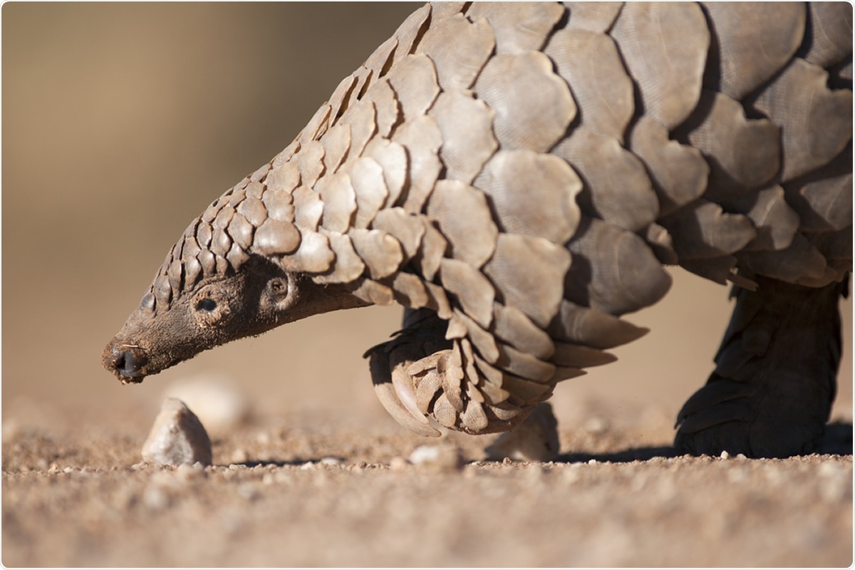 Pangolin foraging for ants. Image Credit: 2630ben / Shutterstock