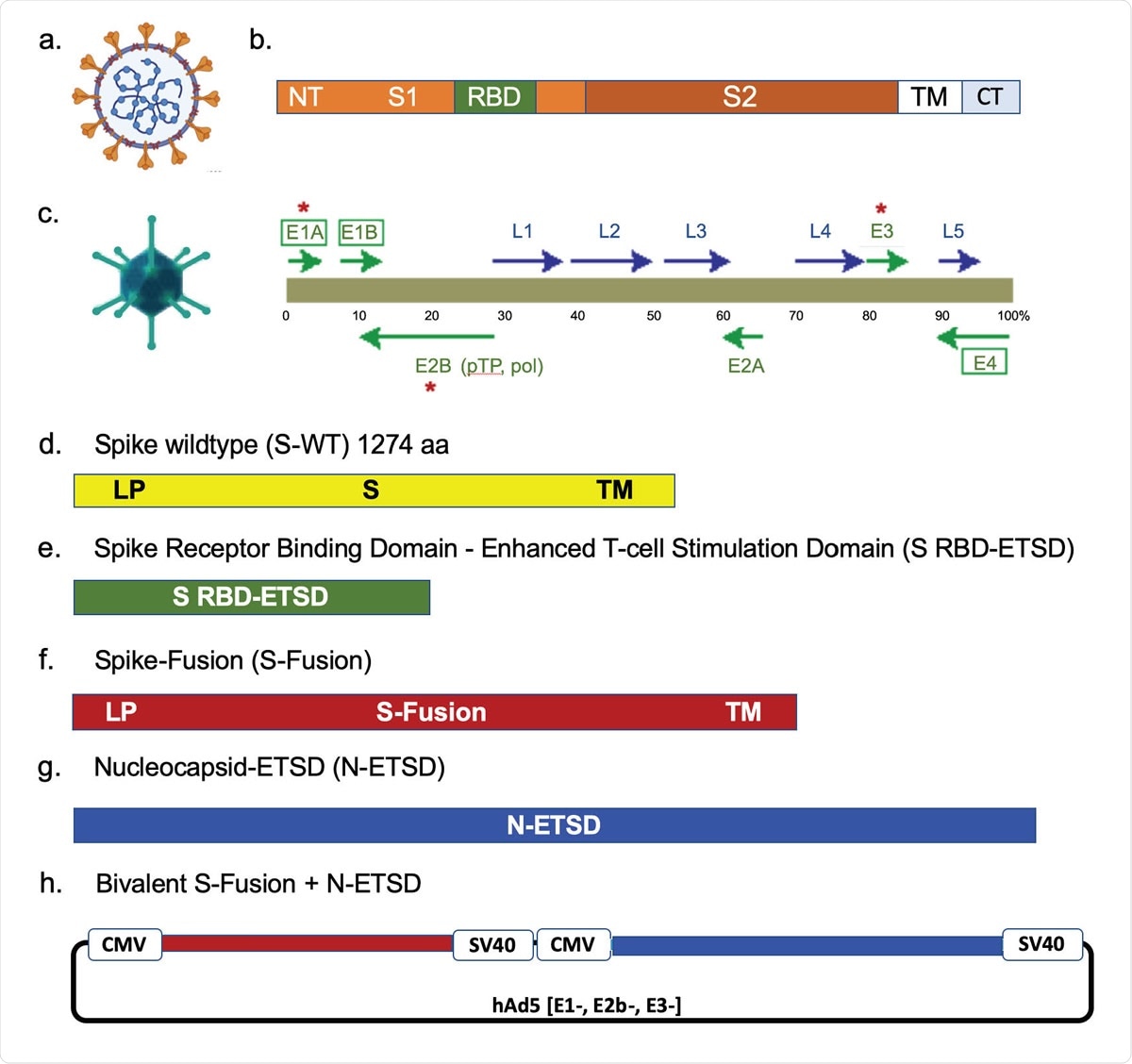 The SARS-CoV-2 virus, spike, the hAd5 [E1-, E2b-, E3-] vector and vaccine candidate constructs. (a) Trimeric spike (S) protein ( ) is displayed on the viral surface; the nucleocapsid (N) protein ( ) is associated with the viral RNA. (b) The Receptor Binding Domain (RBD) is within the S1 region, followed by other functional regions, the transmembrane domain (TM) and the C-terminus (CT), which is within the virus. (c) The second-generation human adenovirus serotype 5 (hAd5) vector used has the E1, E2b, and E3 regions deleted. Constructs are shown for (d) S wild type (S-WT), (e) S-RBD with the Enhanced T-cell Stimulation Domain (S RBD-ETSD), (f) S-Fusion, (g) N-ETSD, and (h) bivalent hAd5 S-Fusion + N-ETSD; LP – Leader peptide.