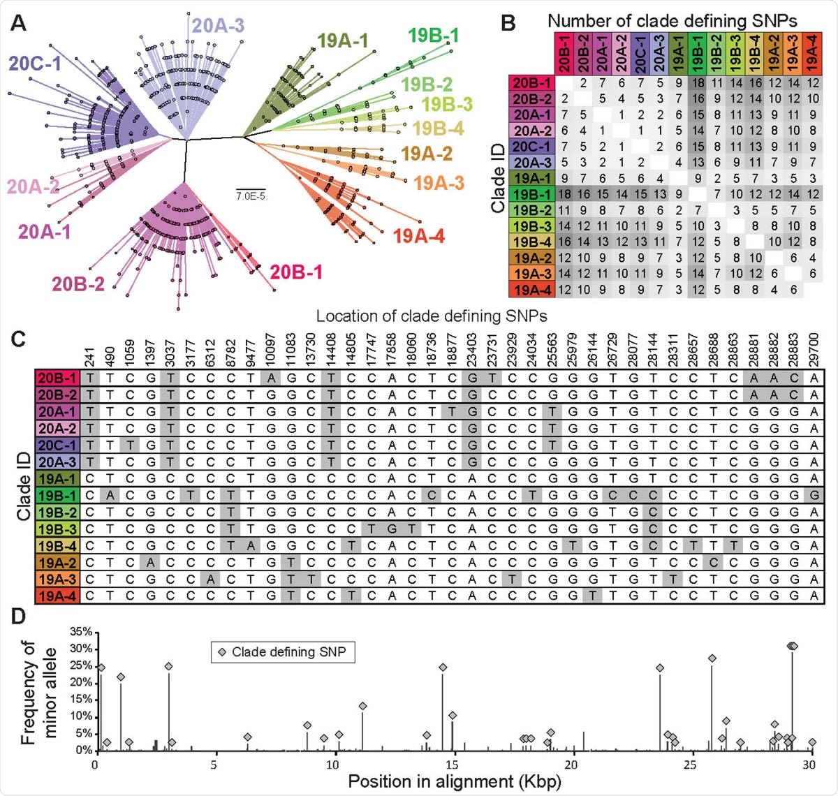 The clade structure of SARS-CoV-2 is structured predominantly by 37 clade-defining SNPs. (A) Maximum likelihood phylogeny based on the General Time Reversible model with invariant sites of 9783 high quality unique genome sequences with <1% Ns. 14 monophyletic clades were identified manually. These clades generally correspond to SARS-CoV-2 clades defined in Nextstrain (Hadfield et al., 2018), although a fraction of them are at higher resolution than Nextstrain clades. Clades defined here are named by Nextstrain clade designation (e.g., 20B) followed by a subclade number (e.g., -1). Scale bar is in substitutions per site. (B) Pairwise differences between the clade-defining SNP profiles of all 14 clades. (C) Location and nucleotide identity of clade-defining SNPs and (D) their frequency among SARS-CoV-2 genomes.
