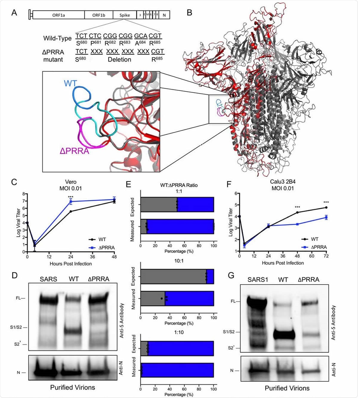 Distinct replication, spike cleavage, and competition 565 for ΔPRRA. A) Generation of a SARS-CoV-2 mutant deleting the furin cleavage site insertion from the spike protein. B) Structure of the SARS-CoV-2 spike trimer with a focus on the furin cleavage site (inset). Modeled using the SARS-CoV-1 trimer structure (PDB 6ACD) (14), the WT SARS-CoV-2 trimer (grey) with SARS-CoV-2 PRRA deletion mutant monomer overlay (red). The loop (inset), which is unresolved on SARS-CoV-2 structures (AA 691-702), is shown in cyan on SARS-CoV-2 with the PRRA sequence in blue. The loop region in the PRRA deletion mutant is shown in pink. C) Viral titer from Vero E6 cells infected with WT SARS-CoV-2 (black) or ΔPRRA (blue) at MOI 0.01 (N=3). D) Purified SARS-CoV, SARS-CoV-2 WT, and ΔPRRA virions were probed with anti-spike or anti-nucleocapsid antibody. 574 Full length (FL), S1/S2 cleavage form, and S2’ annotated. E) Competition assay between SARS-CoV-2 WT (black) and ΔPRRA (blue) showing RNA percentage based on quantitative RT-PCR at 50:50, 90:10, 10:90, 99:1, and 1:99 WT/ ΔPRRA ratio (N=3 per group). F) Viral titer from Calu3 2B4 cells infected with WT SARS-CoV-2 (black) or ΔPRRA (blue) at MOI 0.01 (N=3). G) Purified SARS-CoV, SARS-CoV-2 WT, and ΔPRRA virions were probed with anti-spike or anti-nucleocapsid antibody. Full length (FL), S1/S2 cleavage form, and S2’ annotated. P-values based on Student T-test and are marked as indicated: *<0.05 ***<0.001.