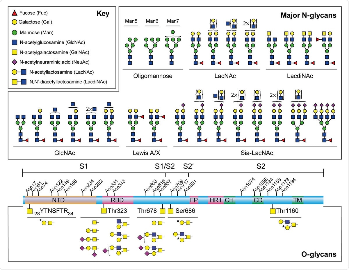 Major N-glycans and O-glycopeptides identified in the recombinant full-length SARS-CoV-2 S. Schematic representation of SARS-CoV-2 S shown in the middle. The positions of N-glycosylation sites are shown on top. Protein domains in the illustration are: N-terminal domain (NTD), receptor-binding domain (RBD), fusion peptide (FP), heptad repeat 1 (HR1), central helix (CH), connector domain (CD), and transmembrane domain (TM). The cleavage sites of S1/S2 and S2’ are labelled. Major N-glycan structures detected by mass spectrometry were categorized by their epitopes on the non-reducing terminal and shown on top. Cartoon symbols above a curly parenthesis indicates sequences corresponding to these compositions cannot be unequivocally defined. The structures presented are only the major glycans on the recombinant full-length S, S1, and S2.