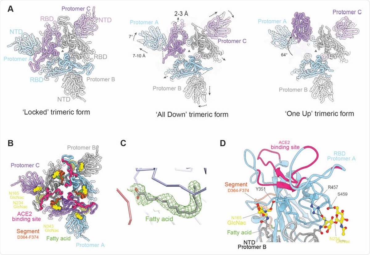 Overall structure of locked trimeric structure of SARS-CoV-2 Spike. (A) Comparison of the lipid bound Spike with the previously observed RBD ‘all down’ (PDB ID, 6VXX) and ‘one up’ Spike structures (PDB ID, 6Z97). The protomers are coloured in pale blue, grey and purple respectively. Relative rotation and translation of the NTD and RBD are indicated. (B) Top view of the RBD and NTD domains of the ‘locked’ Spike showing the relative positions of the bound fatty acids (green surfaces), the ACE2 binding sites are shown in red, α2 helices that have largest movement in brown, glycans at N165 and N234 of the NTD and N343 of RBD as yellow surfaces. (C) Density of the bound fatty acid. (D) Closeup of the interactions between glycans (yellow) on N165 and N234 of protomer B NTD (grey) and protomer A RBD (cyan).
