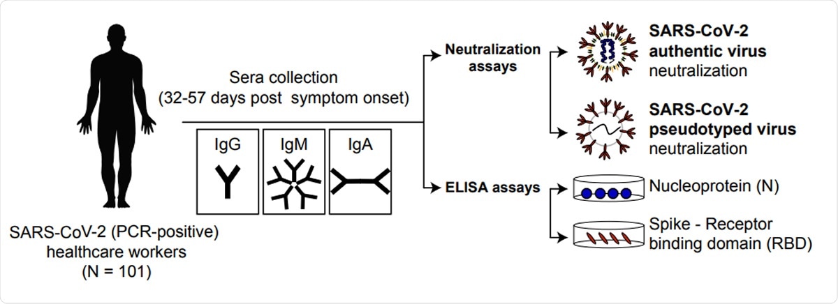 SARS-CoV-2 neutralizing antibody response. a. Schematic representation of the experimental design.