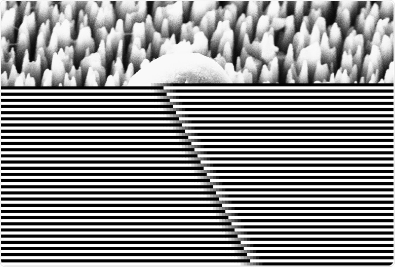 Scientists unravel how nanomaterials inspired by insect wings destroy superbugs