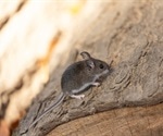 SARS-CoV-2 infection and transmission possible in North American deer mice
