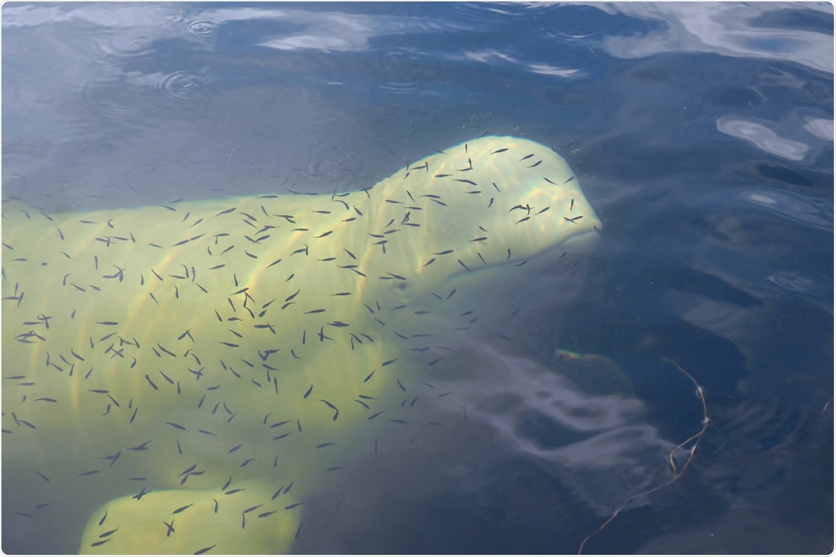 Beluga whale. Image Credit: Kirill Skorobogatko / Shutterstock