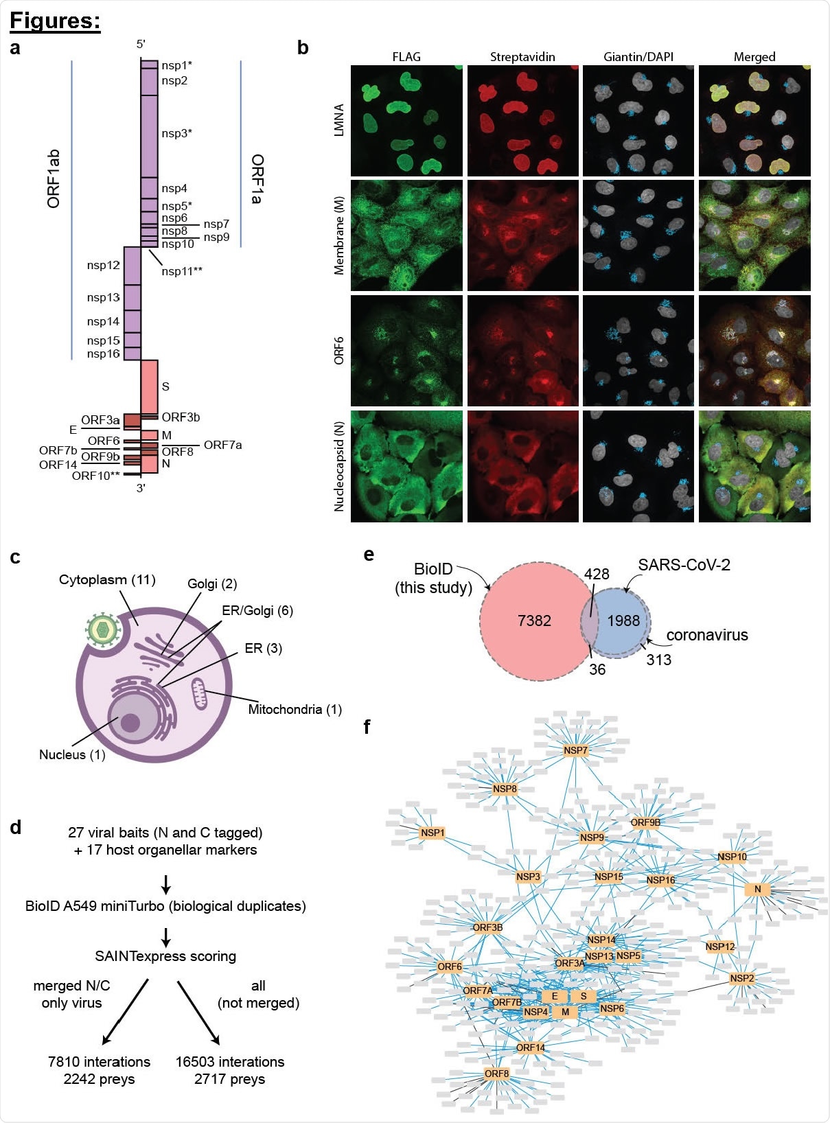 Generation of a SARS-CoV-2 - host proximity interactome in A549 cells. a, Schematic of the virus proteins profiled in this study, mapped on the genomic viral RNA (*profiled in wild type and mutant forms; **not profiled). b, Representative immunofluorescence images demonstrating miniTurbo-tagged SARS-CoV-2 proteins targeting to different subcellular compartments and miniTurbo-tagged LMNA as a representative host protein. c, Summary of immunofluorescence data (number of baits in each category indicated in parentheses. d, Overview of the dataset. e, Overlap of the proximity interactions reported here with previously reported interactions for SARS-CoV-2 or any coronavirus. f, Cytoscape representation of the most abundant (length normalized spectral counts; up to 25 are shown) proximity interactors for each viral bait see covid19interactome.org/#network for an interactive version of this image.