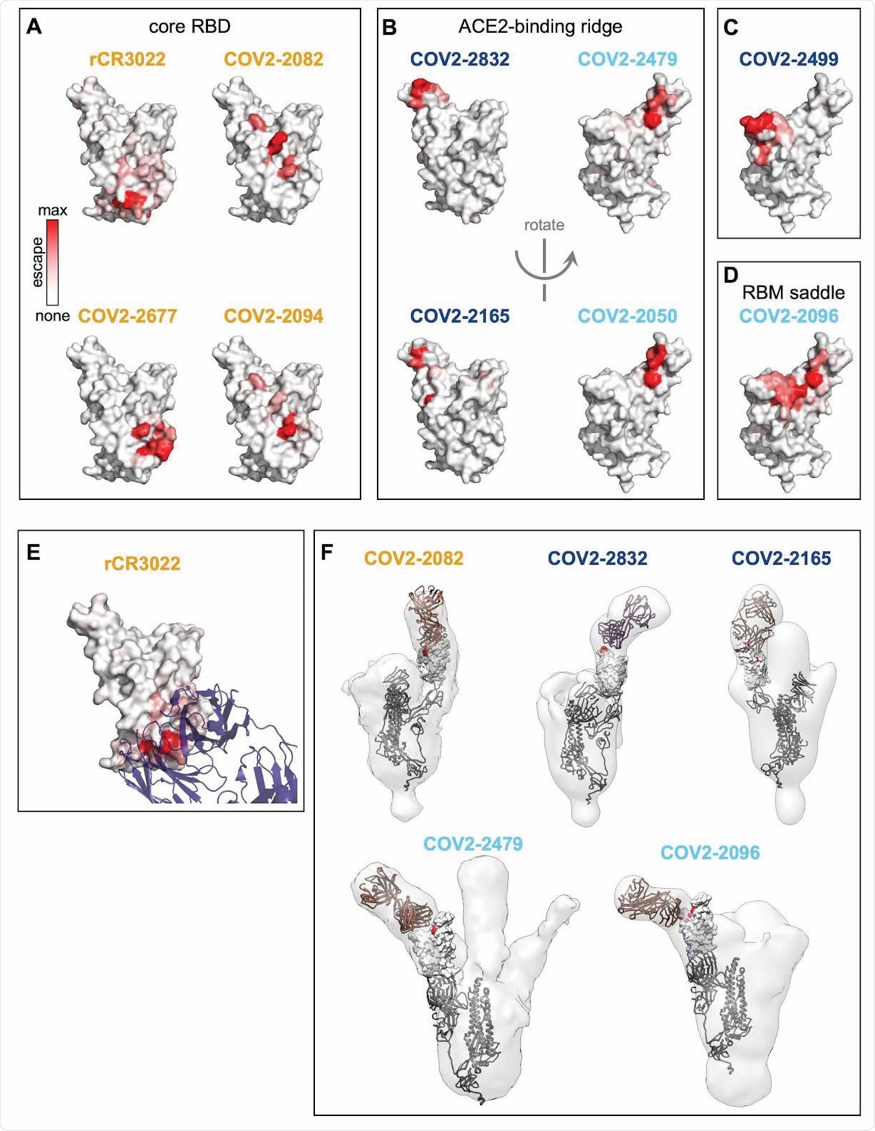 Structural mapping of antibody binding and escape. (A-D) For each antibody, the structure shows the RBD surface (PDB 6M0J) colored by the largest-effect escape mutation at each site, with white indicating no escape and red indicating the strongest escape mutation for that antibody. Antibodies are arranged so that those with similar structural epitopes are in the same panel, namely by whether their epitopes are in (A) the core of the RBD, (B) the ACE2-binding ridge, (C) the opposite edge of the RBM, or (D) the saddle of the RBM surface. (E) Crystal structure of the rCR3022-bound RBD (PDB 6W41), with Fab in purple and RBD colored according to sites of escape as in (A). (F) For 5 monoclonal antibodies, Fab bound to SARS-CoV-2 spike ectodomain trimer was visualized by negative-stain electron microscopy (EM). The RBD is modeled as a surface representation, colored according to sites of escape as in (A). Fab chains are modeled in gold. Detailed EM collection statistics are in Table S1. Antibody names are colored according to Figure 2B: core-binding, orange; RBM-binding, cyan; ACE2 contact site-binding, dark blue. See https://jbloomlab.github.io/SARS-CoV-2-RBD_MAP_Crowe_antibodies/ for interactive versions of the escape-colored structures in (A-D).