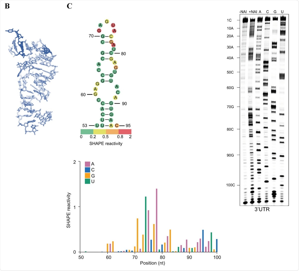 s2m is a conserved structural element in the SARS-CoV-2 genome. (A) Sequence alignment of the s2m element in the 3ʹ UTRs of SARS-CoV-2 and SARS-CoV. (B) The crystal structure of the SARS-CoV s2m element (adapted from Robertson et al., 2005). (C) Chemical probing of the 3ʹ UTR of SARS-CoV-2. RNA was denatured and refolded in the presence of 100 mM K+ and 0.5 mM Mg2+, then incubated with NAI (+NAI channel) or DMSO control (-NAI channel). NAI modification was detected by reverse transcription stalling and gel-based analysis. Sequencing lanes were generated by adding ddT (for A), ddG (for C), ddC (for G) and ddA (for U) when performing reverse transcription. The lower panel shows quantification of SHAPE signal in the s2m and flanking regions. Calculation was based on the gel in Fig. 1C, by subtracting the signal of the +NAI lane from that of the -NAI lane. The upper panel shows annotation of SHAPE signal on the s2m structure. The bases with SHAPE signal of 0-0.2, 0.2-0.5, 0.5-0.8 and 0.8-2 were coloured with green, yellow, orange and red, respectively.