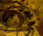 Spider venom peptide could help stop pain in irritable bowel syndrome