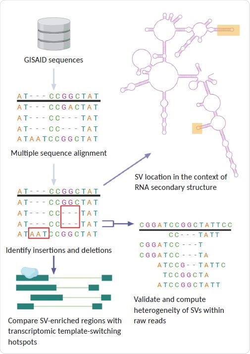 General pipeline of project: using GISAID sequences, we identified structural variants present in SARS-CoV-2 lineages. We compared the location of these SVs to regions of discontinuous transcription breakpoints, computed the heterogeneity of SVs using raw reads, and analyzed the SV locations with respect to the secondary RNA structure using a simulation of the folded SARS-CoV-2 RNA molecule.