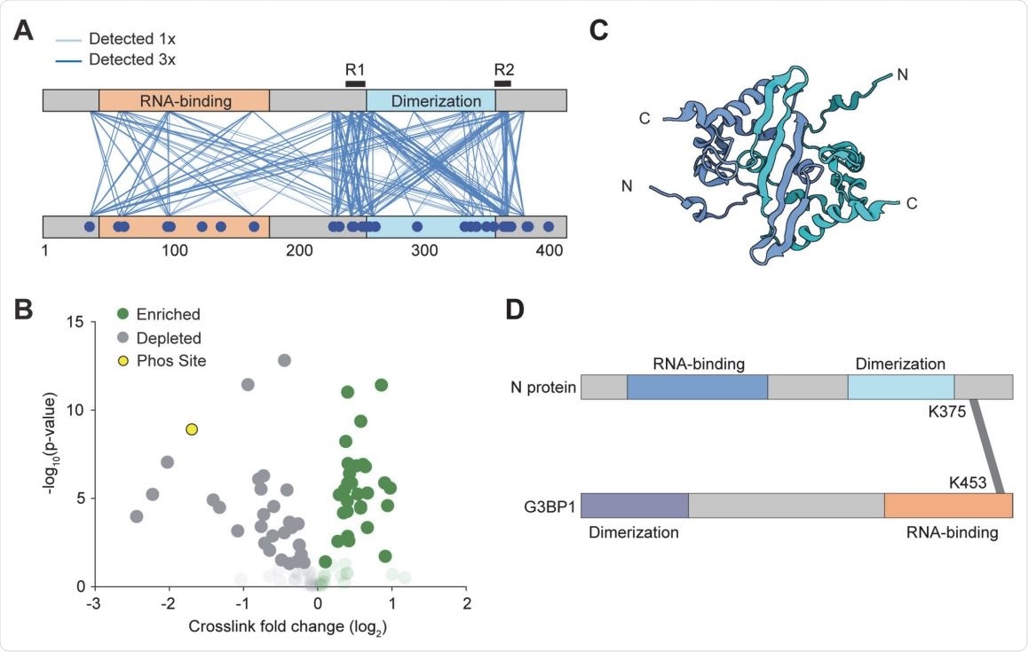 Interactions between N proteins and between N and G3BP1. (A) In an initial qualitative experiment, pairwise interactions were detected by CLMS at 300 mM salt. Lines depict a unique crosslink detected. The regions of N protein interactions flank the dimerization domain. (B) Volcano plot of the quantitative CLMS data comparing the droplet and no droplet condition. Opaque data points have a pvalue below 0.05, transparent data points have p-value greater than 0.05. Green represents unique crosslinks that are enriched in the droplet condition. The yellow markers represent the K169-K65 and K169(phosS176)- K65 crosslinks. (C) The structure of the dimerization domain (pdb# 2JW8 (64)). Because the N and C termini of the protomers are positioned away from each other, R1 and R2 within the same dimer are unlikely to interact with each other. (D) Mass spectrometry identified that the RNA binding domain of the stress granule protein G3BP1 interacts with the R2 region of N.