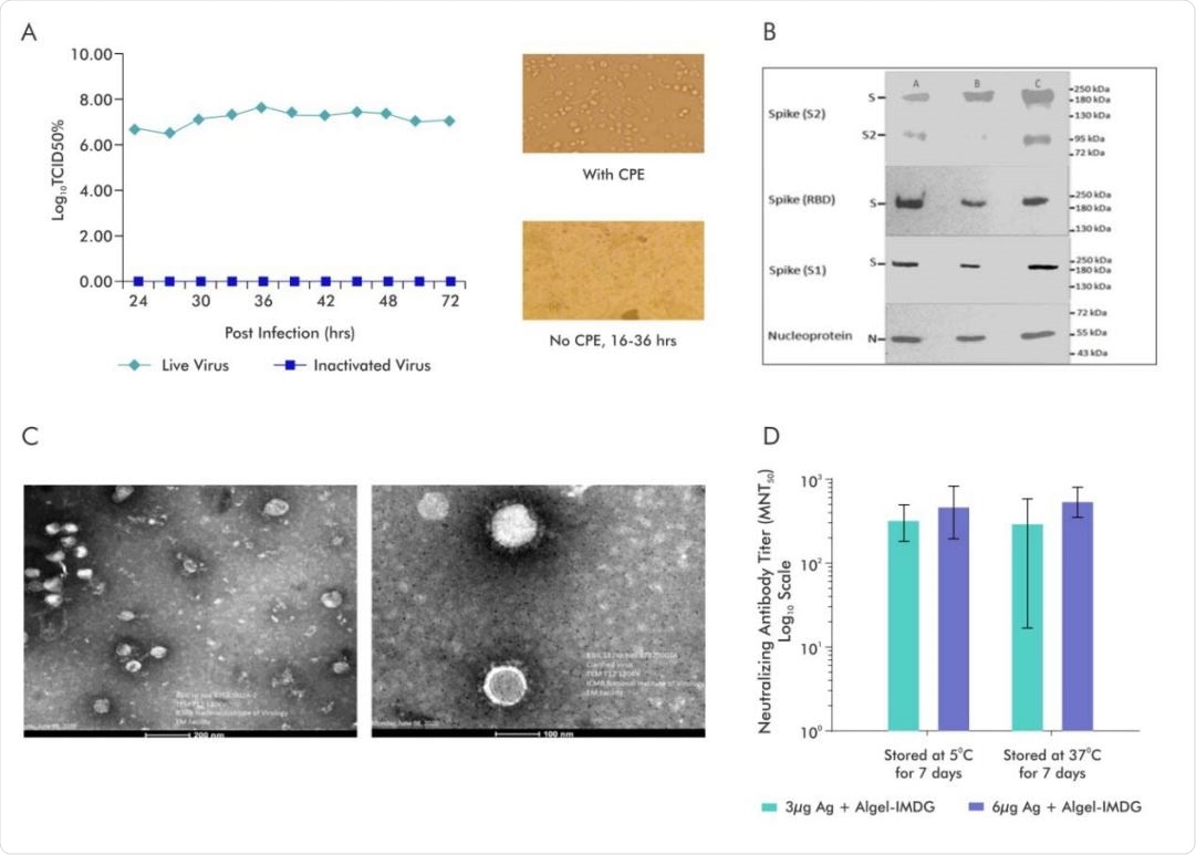 Characterization of inactivated SARS-CoV-2 and evaluation of the stability of BBV152 vaccine formulations.
