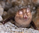 Susceptibility to SARS-CoV-2 infection varies across bat species