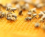 Honeybee venom induces cancer cell death in aggressive breast cancer