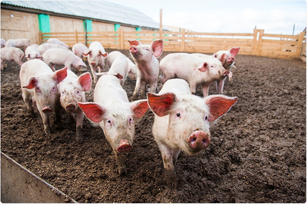 Study: Susceptibility of domestic swine to experimental infection with SARS-CoV-2. Image Credit: SGr / Shutterstock