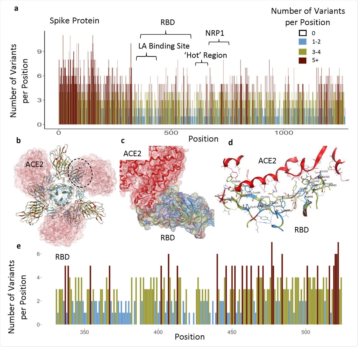 Functional regions in S protein and the RBD-ACE2 interaction site. a) The number of variants per position across entire sequence of S protein, highlighting specific functional regions. b) Spike homotrimer with ribbons colored according to legend, bound to ACE2 (red). Black dotted outline shown in c. c) RBD-ACE2 interface. d) RBD-ACE2 interface highlighting residues in RBD within 4.5Å from ACE2. e) The number of variants per position across RBD domain.