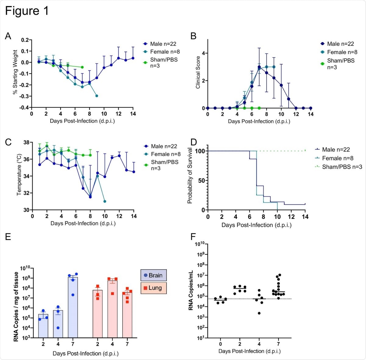 SARS-CoV-2 caused lethal disease in K18-hACE2 mice (n=33) inoculated intranasally with 1 x 106 plaque forming units (PFU). Body weight (A), clinical signs (B), temperature (C), and mortality (D) were monitored daily. Viral loads (genome copy numbers/mg or ml) were monitored in the brain, lungs (E) and serum (F) throughout the study. Mean genome copy numbers are depicted. The limit of detection (LOD) is shown with a dashed line.