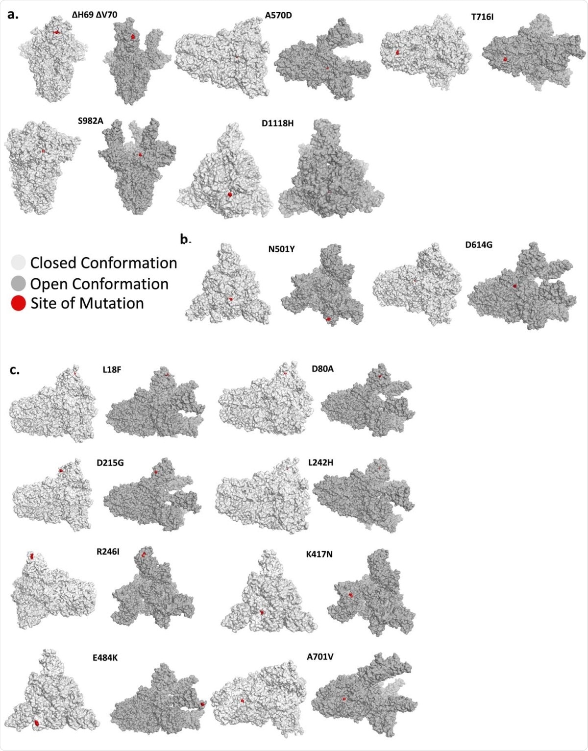 Mutant position in the open and closed conformation of the spike protein. (A) The position of various mutations of the Y501.V1, (B) The N501Y and D614G mutations, which occur in both the Y501.V1 and Y501.V2 variants, and (C) Mutations unique for the 501Y.V2. Each mutation is shown in red in one of the monomers in the 3D structure of the spike protein trimer. Shown is the closed conformation (light gray) and the open (dark gray) conformation