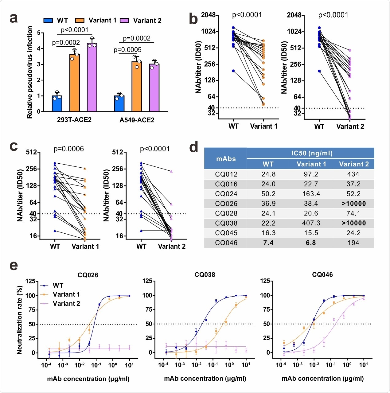 Neutralizing activities of convalescent sera and monoclonal antibodies against SARS-CoV-2 variants. a Infectivity of WT and variant pseudovirus conducted in 293T-ACE2 and A549-ACE2 cells. Cells were inoculated with equivalent doses of each pseudotyped virus. WT, wild-type Spike (GenBank: QHD43416) pesudotyped virus; Variant 1, N501Y.V1 mutant Spike pesudotyped virus (containing H60/V70 deletion, Y144 deletion, N501Y, A570D, D614G, P681H, T716I, S982A, D1118H); Variant 2, N501Y.V2 mutant Spike pesudotyped virus (containing K417N, E484K, N501Y, D614G). b-c Pseudovirus-based neutralizing assay were performed to detect neutralizing antibody (NAb) titers against SARS-CoV-2. The thresholds of detection were 1:40 of ID50. Twenty sera (indicated by circles) were drawn 5 to 33 days post-symptom onset (b); 20 sera (indicated by triangles) were drawn ~ 8 months post-symptom onset (c). d-e The half-maximal inhibitory concentrations (IC50) for tested monoclonal antibodies (mAbs) against pseudoviruses (d) and representative neutralization curves (e). Statistical significance was determined by One-way ANOVA