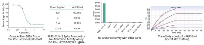SARS-CoV-2 neutralizing antibody, rabbit MAb (Sino Biological Inc. Cat# 40592-R001).