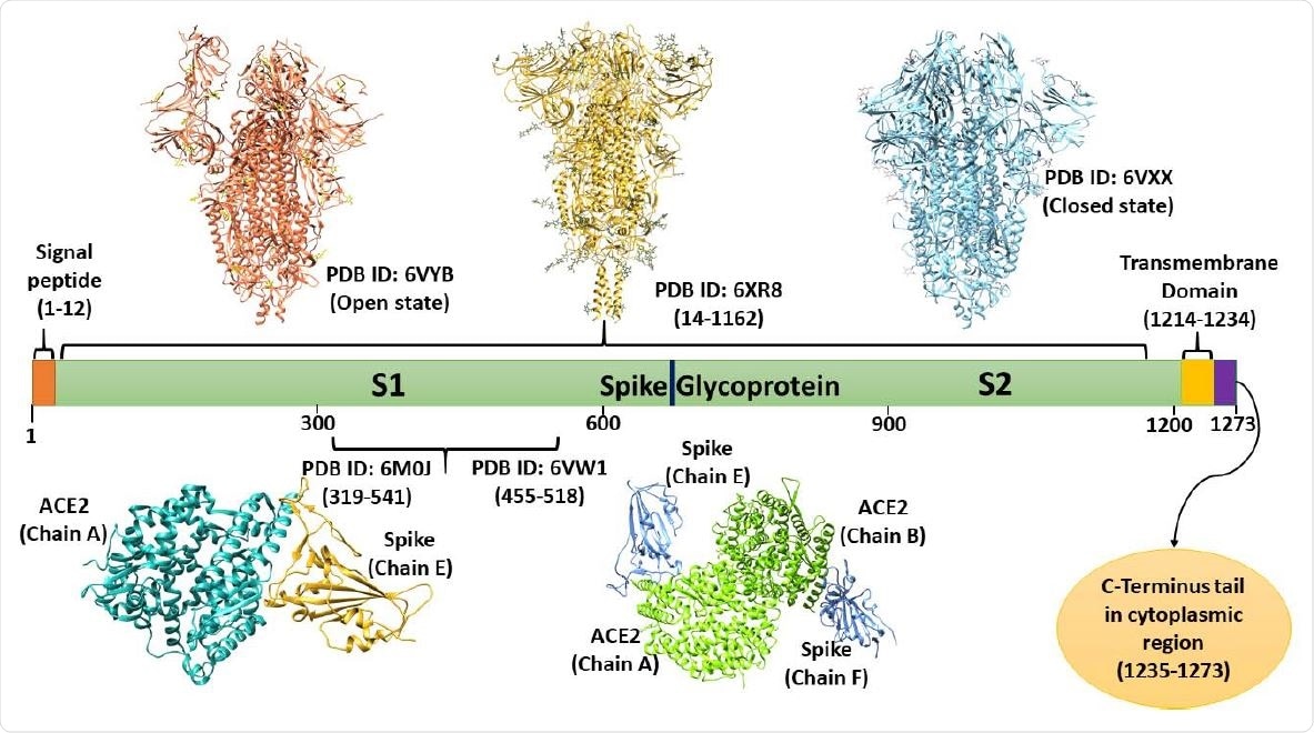 Domain architecture of spike Glycoprotein: depiction of available structures in open and closed states, transmembrane domain, and cytoplasmic C-terminal tail (based on UniProt database).