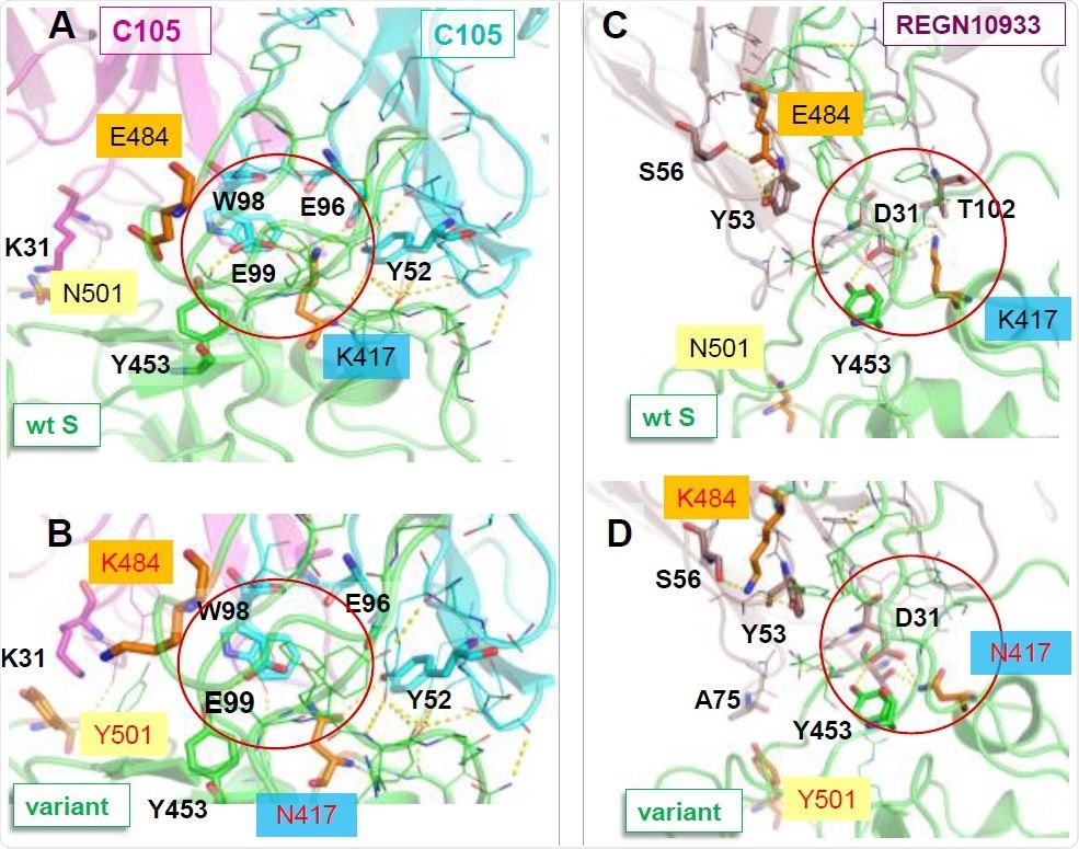 Disruption of salt bridges formed by K417 may weaken the association of C105 and REGN10933 with the South African var-iant 501.v2, compared to their interaction with the wt S. The panels compare the interactions of the mAbs C105 (A-B) and REGN10933 (C-D) with the wt RBD (A and C) and the South African mutant (B and D). A central salt bridge with C105 (K417-E99/E96) and another with REGN10933 (K417-D31) are lost due to the substitution K417N. A new cation-π interaction with K31 is formed upon N501Y mutation in D, which may compensate to restore the binding of REGN10933. N501Y makes no interfacial contacts, and E484K undergoes rear-rangements to alleviate the effect of charge change. The net effect due to those changes in interfacial interactions is a weakening in binding affinity by 0.4±0.2 kcal/mol.