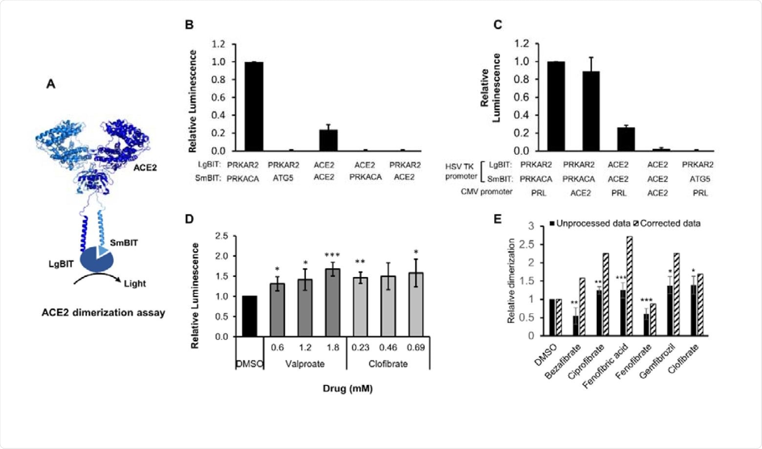 ACE2 dimerization assay. A. Schematic showing ACE2 tagged with LgBIT and SmBIT. B. HEK-293 cells were transfected with combinations of plasmids encoding LgBIT or SmBIT fused to either protein kinase A regulatory subunit (PRKAR2) or catalytic subunit (PRKACA), ATG5 or ACE2. The results (mean ± S.D., n = 5) were normalized to the luminescence measured in cells transfected with protein kinase A reporters (positive control). C. HEK-293 cells were transfected with plasmids encoding ACE2 nanoBIT reporters under the control of the HSV TK promoter and ACE2 or prolactin (PRL) under the control of the CMV promoter. The results (mean ± S.D., n = 4) were normalized to the luminescence measured in cells transfected with protein kinase A reporters and prolactin. D. HEK-293 cells were transfected with NanoBIT-tagged ACE2 reporters and incubated with sodium valproate or clofibrate at a concentration equal to 1x, 2x or 3x the reported Cmax of the drug. After 1 hour, luminescence was measured and normalized (mean ± S.D., n = 4) to that measured in cells treated with DMSO. E. A series of other fibrates were similarly evaluated in the assay. The luminescence measured (mean ± S.D., n = 5-11, solid bars) was significantly different to that measured in cells treated with solvent where shown. When these fibrates were incubated with purified LgBIT and HiBIT-RBD to create a constitutively active nanoluc, each of these fibrates were found to inhibit nanoluciferase (bezafibrate 35 ± 7 %, ciprofibrate 55 ± 6 %, fenofibric acid 46 ± 3 %, fenofibrate 69 ± 5 %, gemfibrozil 61 ± 2 % of the activity measured in the presence of DMSO). To correct for this, the luminescence measurements from cells treated with fibrates in cells were divided by these latter values to estimate the effect of the drugs on dimerization (hatched bars). Significant difference from control is shown as *, P< 0.05; **, P < 0.01; ***, P< 0.005.