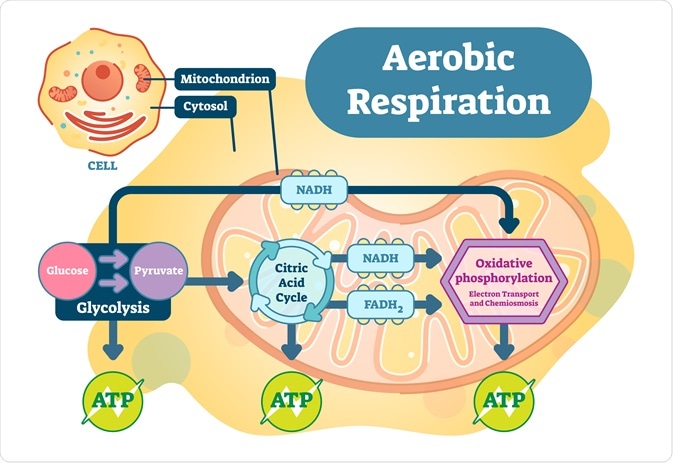 glycolysis