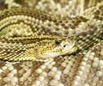 A snake venom enzyme shows anti-SARS-CoV-2 activity in vitro