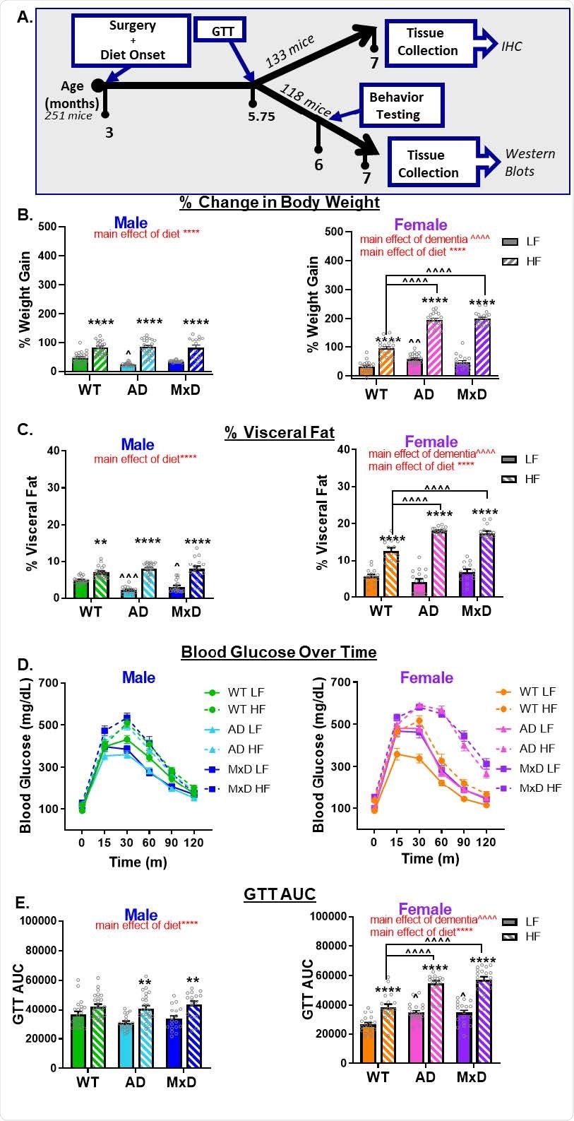 HF diet caused greater metabolic impairment in AD and MxD females compared to males. A) Experimental timeline. GTT (glucose tolerance test). B) Weight gain was assessed by the % change in body weight from the start of the study to the end of the study. C) Visceral adiposity was determined by isolating and weighing the visceral fat pads and normalizing to body weight. D, E) Glucose intolerance was assessed with a GTT following a 16hr fast. D) Glucose clearance was gauged by concentrations of glucose in the blood measured over time (time