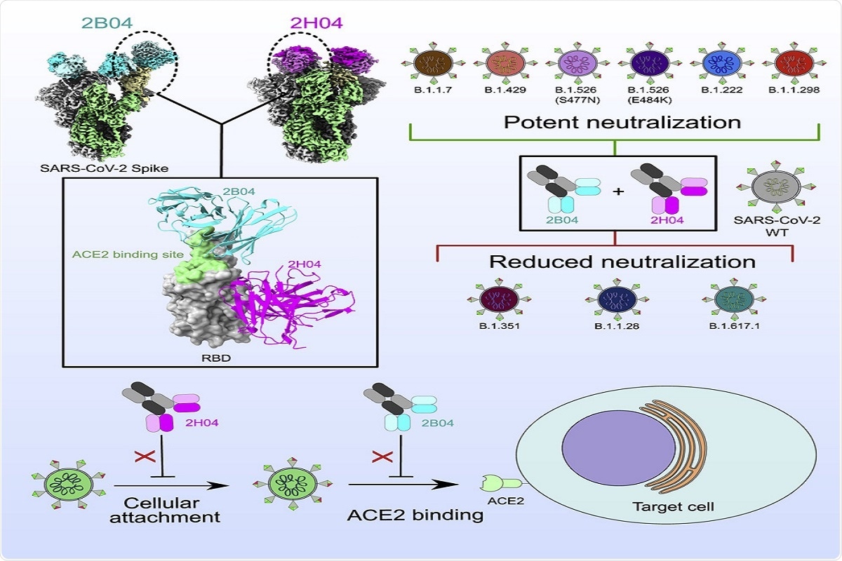 Graphical Abstract: Structural mechanism of SARS-CoV-2 neutralization by two murine antibodies targeting the RBD