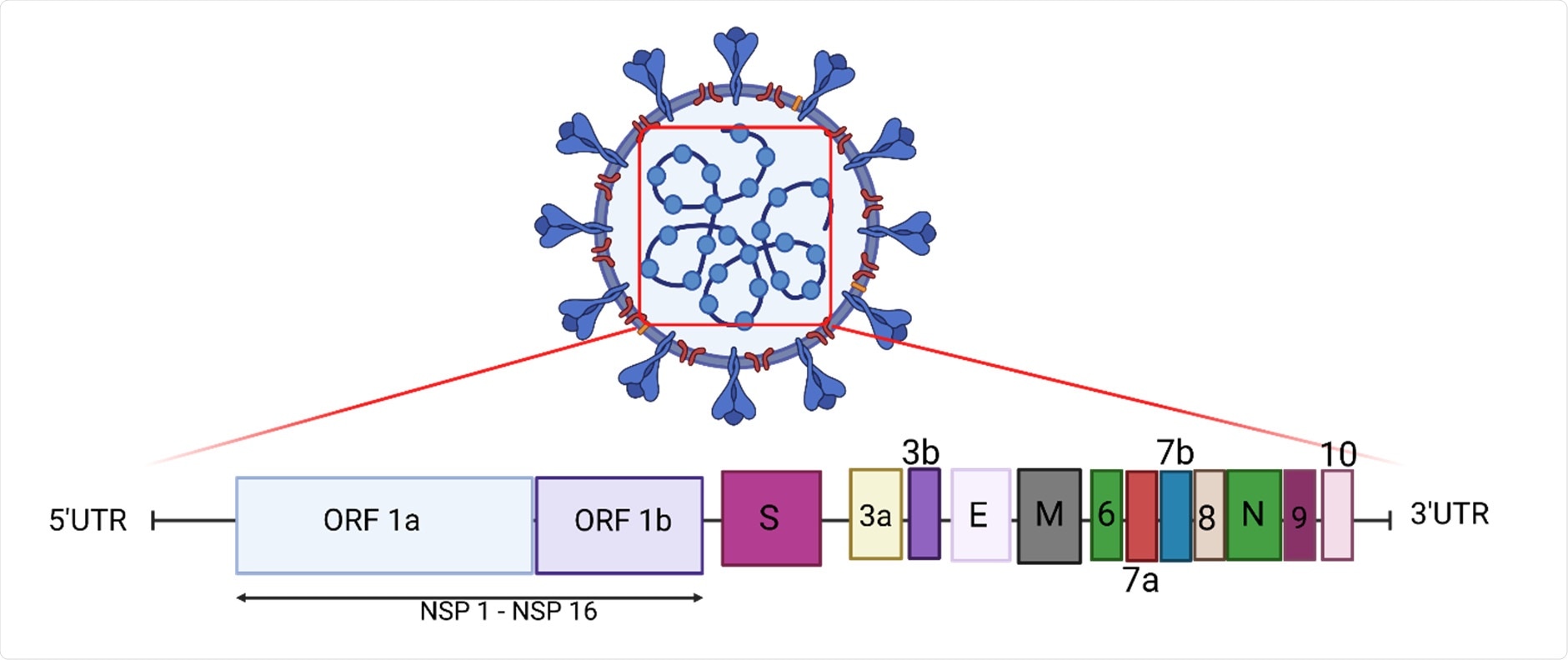 The genomic structure of SARS-CoV-2. The genome encodes two large open reading frames (ORFs), ORF1a and ORF1b, which encode 16 non-structural proteins (NSP1-NSP16). The structural genes encode the structural proteins, spike (S), envelope (E), membrane (M), and nucleocapsid (N), and the accessory genes (3a, 3b, 6, 7a, 7b, 8, 9 and 10) (Created with Biorender.com accessed on 9 September 2021).