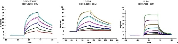 Applying molecular interaction technology in SPR and BLI research Affinity detection of target antibody drugs against Fc receptors (Biacore data)